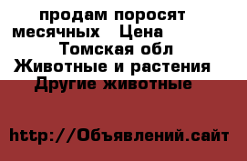 продам поросят 2 месячных › Цена ­ 2 500 - Томская обл. Животные и растения » Другие животные   